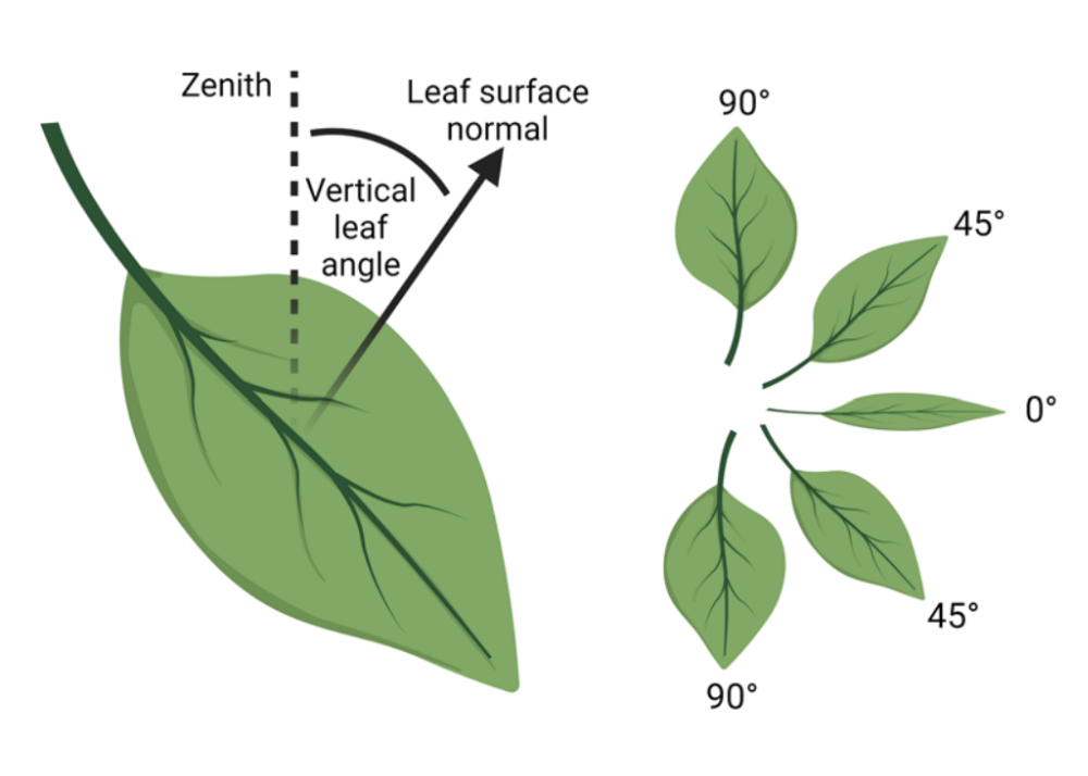 Temporal dynamics in leaf angles